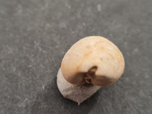 Lade das Bild in den Galerie-Viewer, Cypraea subamygdaleum 2
