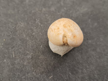 Lade das Bild in den Galerie-Viewer, Cypraea subamygdaleum 2
