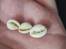 Cargar imagen en el visor de la galería, Trivia dimidiatoaffinis
