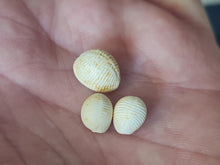Cargar imagen en el visor de la galería, Trivia dimidiatoaffinis
