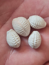 Lade das Bild in den Galerie-Viewer, Pusula (Trivia) pediculus
