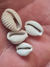 Lade das Bild in den Galerie-Viewer, Pusula (Trivia) pediculus
