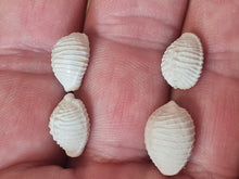 Lade das Bild in den Galerie-Viewer, Pusula (Trivia) pediculus
