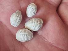 Cargar imagen en el visor de la galería, Pusula (Trivia) pediculus 2
