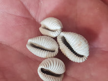 Cargar imagen en el visor de la galería, Pusula (Trivia) pediculus 2
