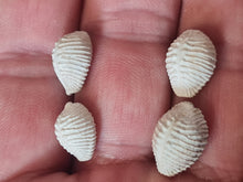 Cargar imagen en el visor de la galería, Pusula (Trivia) pediculus 2
