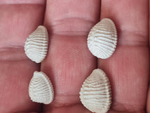 Cargar imagen en el visor de la galería, Pusula (Trivia) pediculus 2
