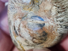 Cargar imagen en el visor de la galería, Barycypraea caputviperae
