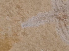 Cargar imagen en el visor de la galería, Terminaster cancriformis TRES RARE !!!

