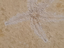 Cargar imagen en el visor de la galería, Terminaster cancriformis TRES RARE !!!
