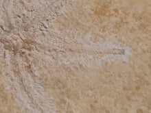 Cargar imagen en el visor de la galería, Terminaster cancriformis TRES RARE !!!

