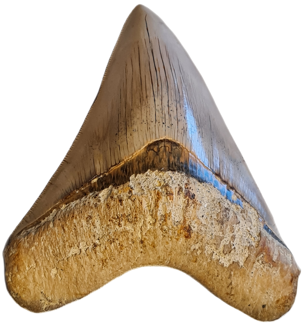 Otodus megalodon 12.5cm / 4.9 inches