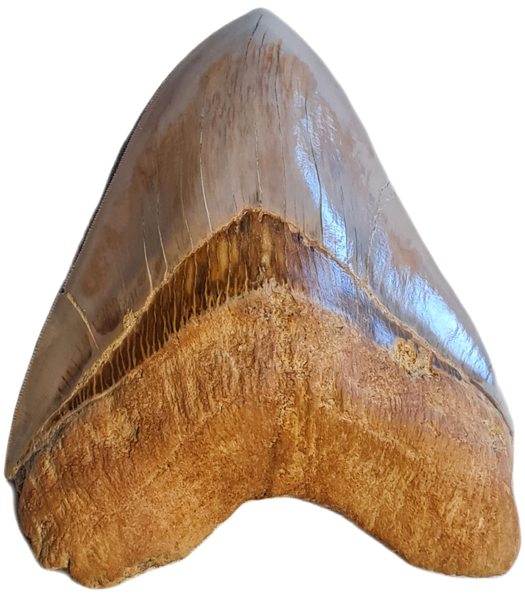 Otodus megalodon 14.1cm / 5.55 inches