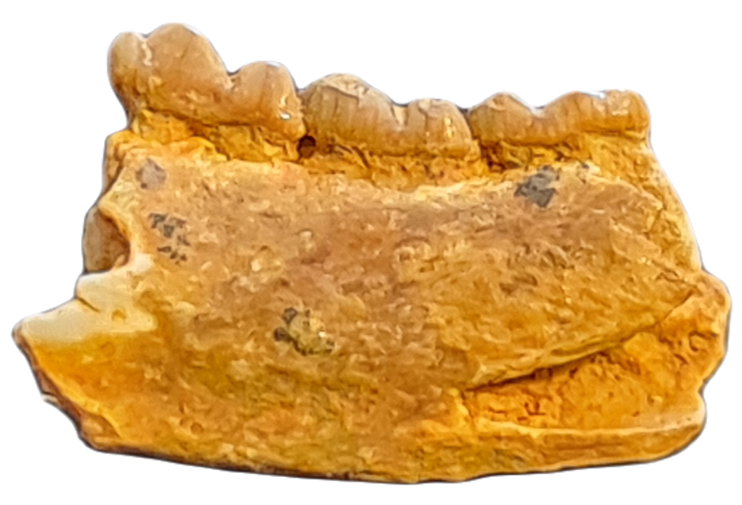 Necrolemur antiquus