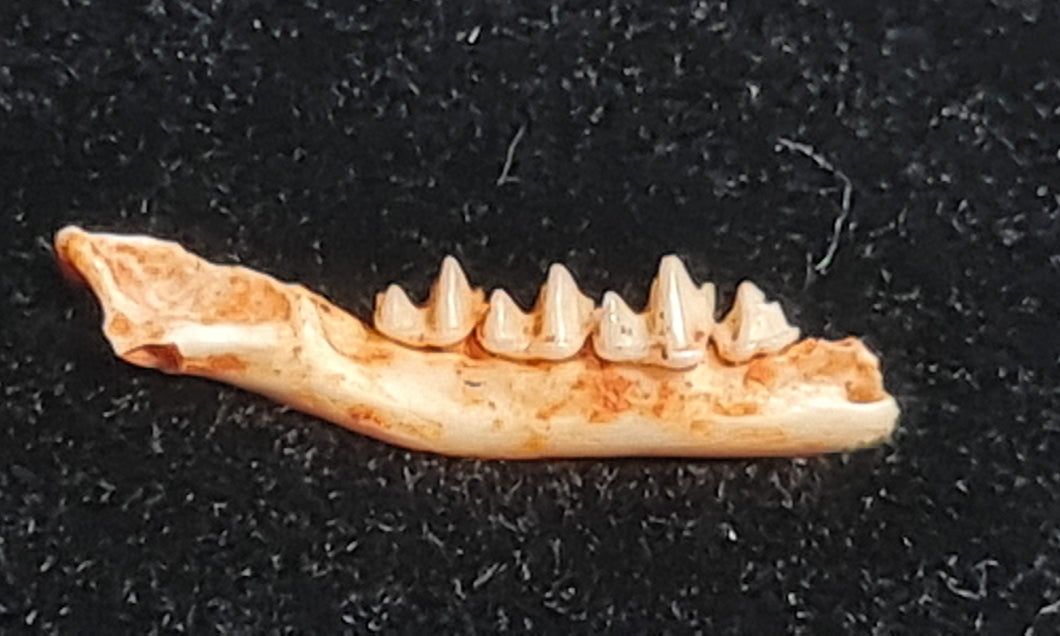 Cuvierimops parisiensis mandibule