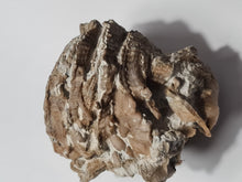 Charger l&#39;image dans la galerie, Corail : Ketophyllum
