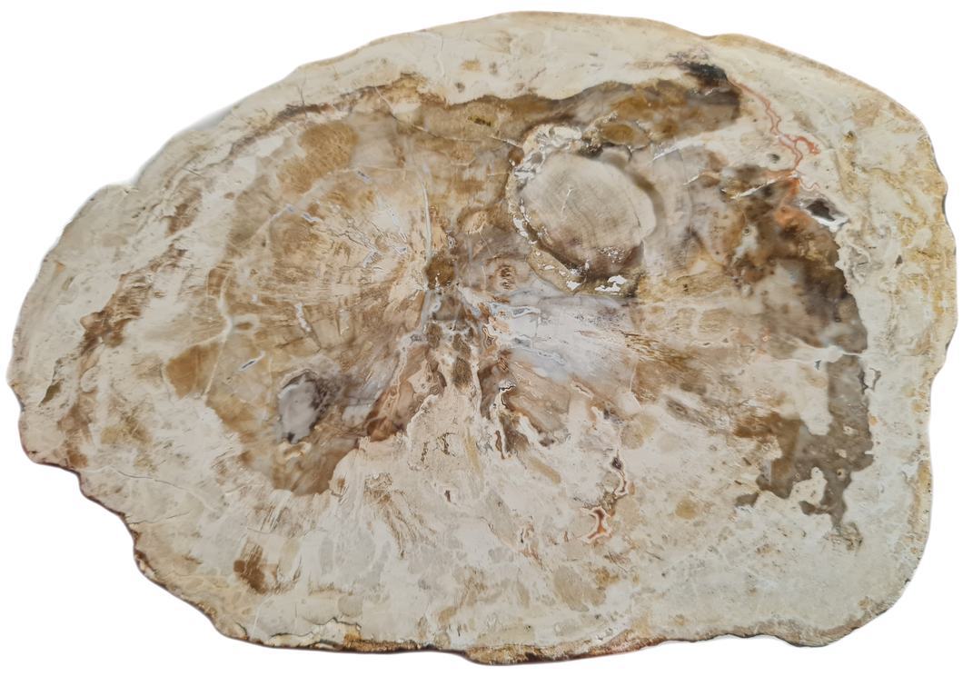 Bois fossile Turquie