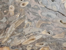 Charger l&#39;image dans la galerie, Bois fossile lithophages
