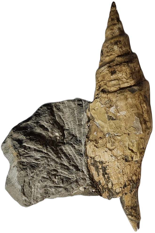 Mesorhytis sp