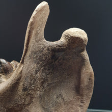 Charger l&#39;image dans la galerie, Superbe Mandibule d&#39;Hippopotame Java
