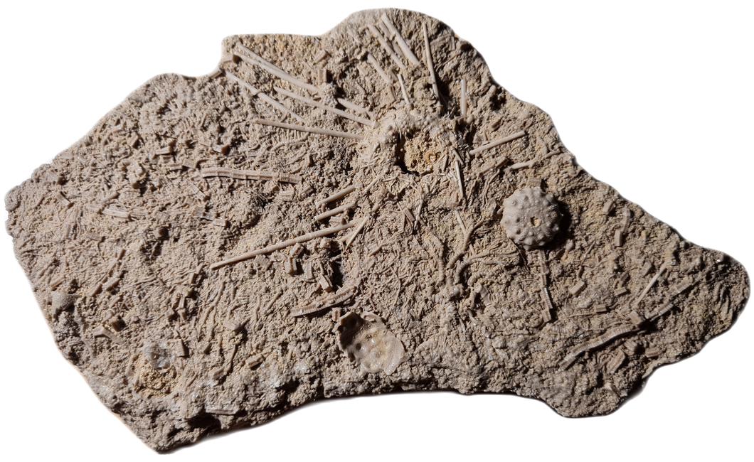 Acrosalenia hemicidaroides
