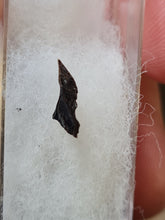 Lade das Bild in den Galerie-Viewer, Graine fossile Taxodium dischitum
