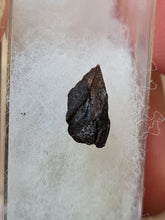 Lade das Bild in den Galerie-Viewer, Graine fossile Taxodium dischitum
