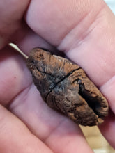 Charger l'image dans la galerie, Graine fossile Carya cf moenana
