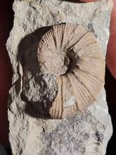 Lade das Bild in den Galerie-Viewer, Holcodiscus fallax
