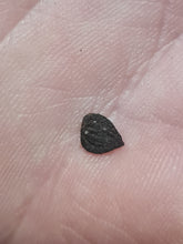 Charger l'image dans la galerie, Graine fossile: Carpinus aff betulus
