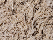 Charger l&#39;image dans la galerie, Acrosalenia hemicidaroides
