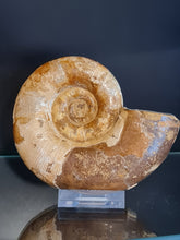 Cargar imagen en el visor de la galería, Lytoceras sp
