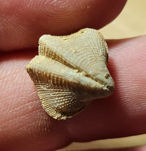 Cargar imagen en el visor de la galería, Dictyothyris sp (2x)
