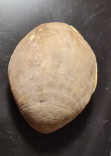 Cargar imagen en el visor de la galería, Coenothyris vulgaris 2

