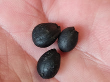 Lade das Bild in den Galerie-Viewer, Graine fossile Styrax maximus
