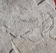 Charger l'image dans la galerie, Branchiosaurus
