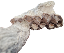 Charger l'image dans la galerie, Maxillaire de Paleotherium

