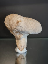 Cargar imagen en el visor de la galería, Spihonia pyriformis 3
