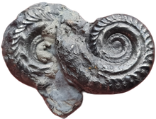 画像をギャラリービューアに読み込む, Double Hildoceras pyrite
