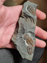 Cargar imagen en el visor de la galería, Ellipsocephalus hoffi
