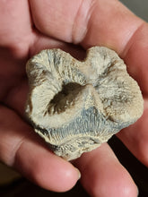 画像をギャラリービューアに読み込む, Techosmilia trichotoma
