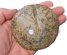 画像をギャラリービューアに読み込む, Clypeus plotii
