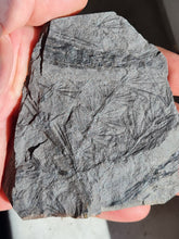 画像をギャラリービューアに読み込む, Asterophyllites equisetiformis 5 + bout de cône
