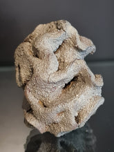 Lade das Bild in den Galerie-Viewer, Plocoscyphia meandrina en pyrite
