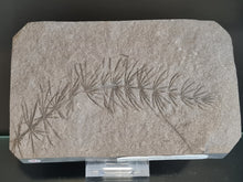 画像をギャラリービューアに読み込む, Asterophyllites equisetiformis 4
