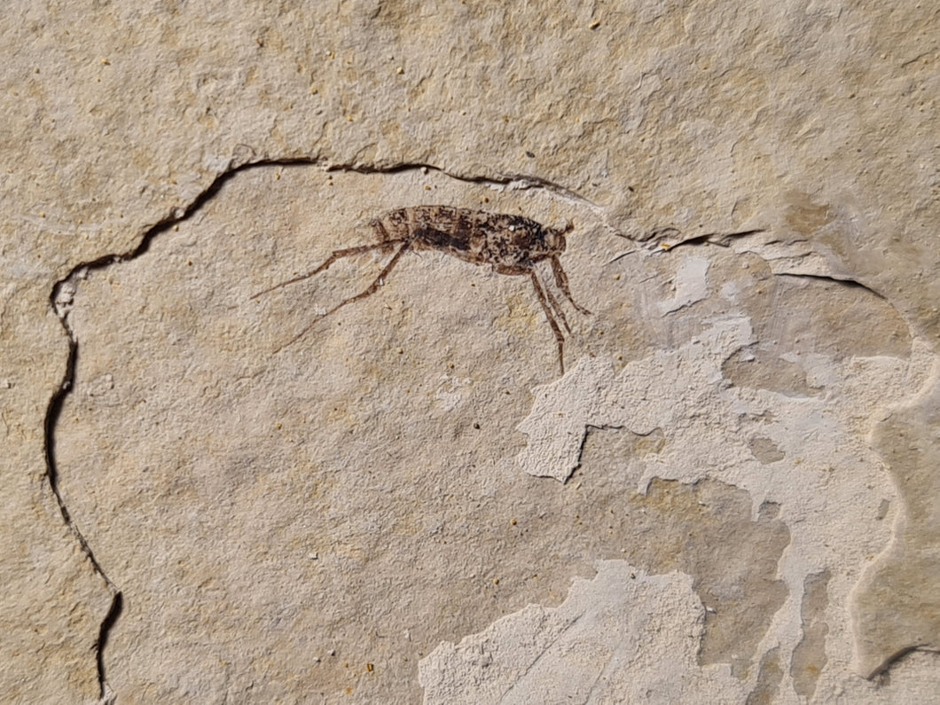 Tetanocera