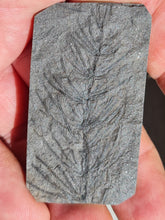 画像をギャラリービューアに読み込む, Asterophyllites equisetiformis 1
