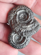 画像をギャラリービューアに読み込む, Double Hildoceras pyrite
