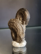 画像をギャラリービューアに読み込む, Double Hildoceras pyrite
