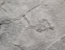 Charger l'image dans la galerie, Branchiosaurus
